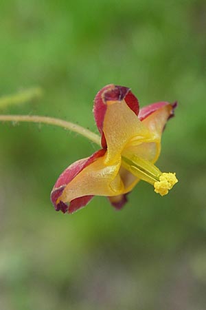 Epimedium alpinum \ Alpen-Sockenblume / Barren-Wort, D Offenbach am Main 9.5.2013