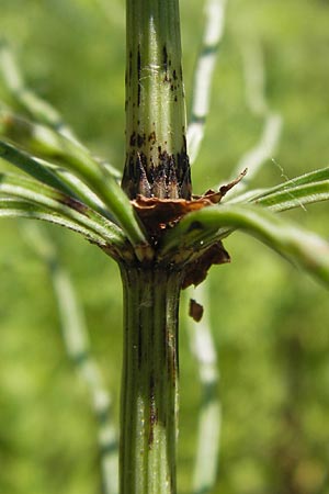 Equisetum arvense \ Acker-Schachtelhalm, Zinnkraut / Field Horsetail, D Au am Rhein 30.6.2013