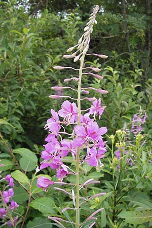 Epilobium angustifolium \ Schmalblttriges Weidenrschen / Rosebay Willowherb, D Schwarzwald/Black-Forest, Hornisgrinde 31.7.2013
