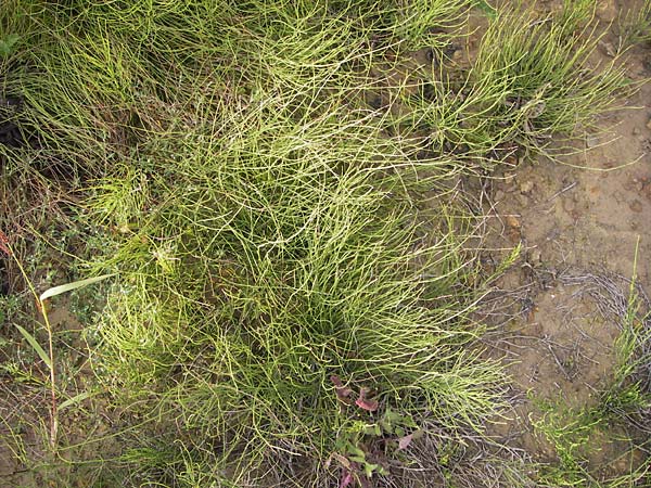 Equisetum arvense \ Acker-Schachtelhalm, Zinnkraut / Field Horsetail, D Reilingen 11.9.2013