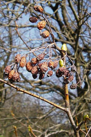 Sorbus torminalis \ Elsbeere / Wild Service Tree, D Hemsbach 8.3.2014