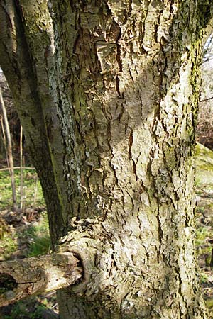 Sorbus torminalis \ Elsbeere / Wild Service Tree, D Hemsbach 8.3.2014