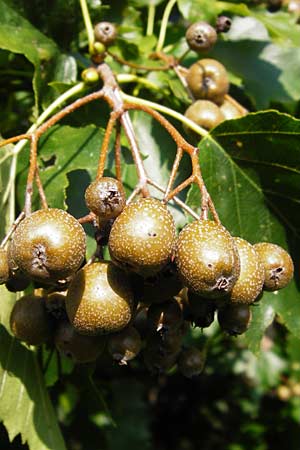 Sorbus torminalis \ Elsbeere / Wild Service Tree, D Hemsbach 7.8.2014