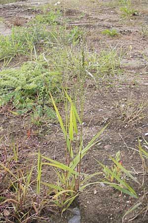 Eragrostis minor \ Kleines Liebesgras / Love Grass, D Reilingen 13.9.2010