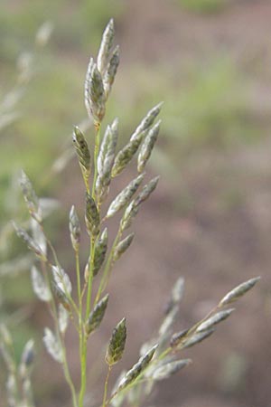 Eragrostis minor \ Kleines Liebesgras / Love Grass, D Reilingen 13.9.2010