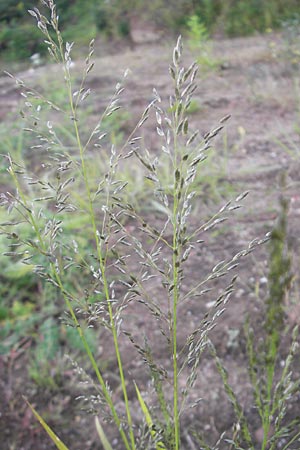 Eragrostis minor \ Kleines Liebesgras / Love Grass, D Reilingen 13.9.2010