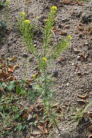 Erysimum cheiranthoides \ Acker-Schterich, Acker-Schotendotter / Treacle Mustard, D Karlsruhe 23.7.2011