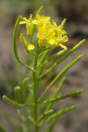 Erysimum cheiranthoides \ Acker-Schterich, Acker-Schotendotter / Treacle Mustard, D Karlsruhe 23.7.2011