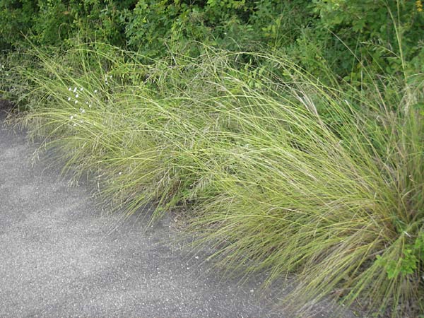 Eragrostis curvula \ Afrikanisches Liebesgras / African Love Grass, Weeping Love Grass, D Waghäusel 24.6.2012