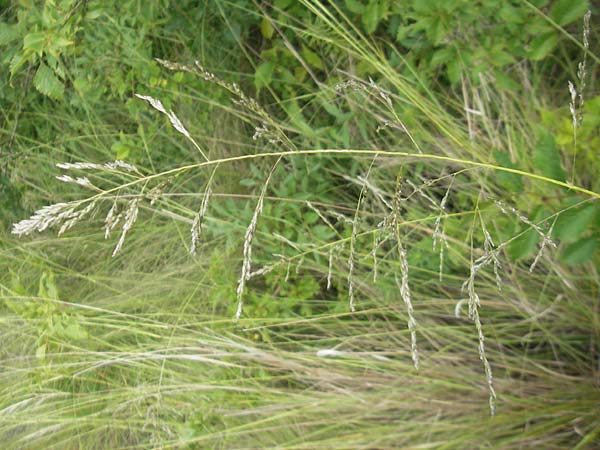 Eragrostis curvula \ Afrikanisches Liebesgras / African Love Grass, Weeping Love Grass, D Waghäusel 24.6.2012