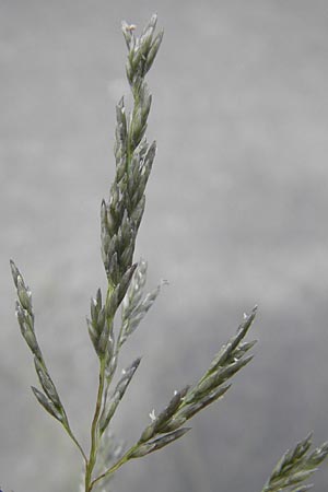 Eragrostis curvula \ Afrikanisches Liebesgras / African Love Grass, Weeping Love Grass, D Waghäusel 24.6.2012