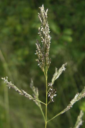 Eragrostis curvula \ Afrikanisches Liebesgras / African Love Grass, Weeping Love Grass, D Waghäusel 24.6.2012