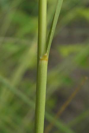 Eragrostis curvula \ Afrikanisches Liebesgras / African Love Grass, Weeping Love Grass, D Waghäusel 24.6.2012