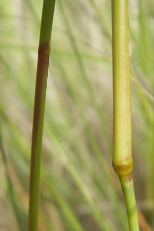 Eragrostis curvula \ Afrikanisches Liebesgras / African Love Grass, Weeping Love Grass, D Waghäusel 24.6.2012