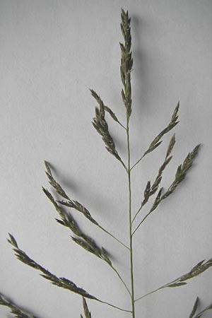 Eragrostis curvula \ Afrikanisches Liebesgras / African Love Grass, Weeping Love Grass, D Waghäusel 24.6.2012