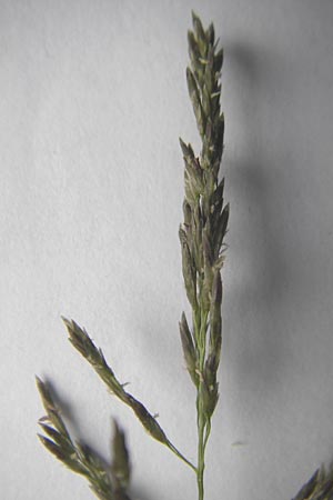 Eragrostis curvula \ Afrikanisches Liebesgras / African Love Grass, Weeping Love Grass, D Waghäusel 24.6.2012