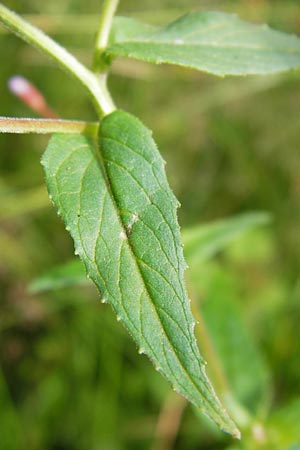Epilobium ciliatum subsp. adenocaulon \ Drsiges Weidenrschen / American Willowherb, D Eberbach 17.7.2012