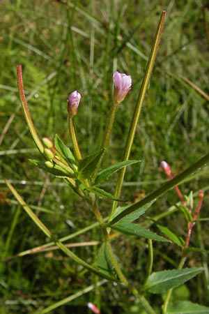Epilobium ciliatum subsp. adenocaulon \ Drsiges Weidenrschen / American Willowherb, D Eberbach 17.7.2012