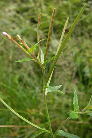 Epilobium ciliatum subsp. adenocaulon \ Drsiges Weidenrschen / American Willowherb, D Eberbach 17.7.2012