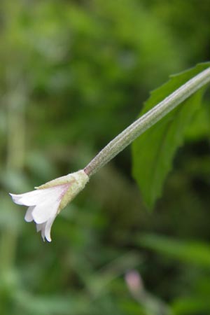 Epilobium ciliatum subsp. adenocaulon \ Drsiges Weidenrschen / American Willowherb, D Eberbach 21.7.2012