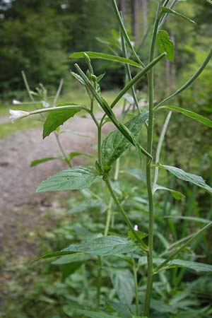Epilobium ciliatum subsp. adenocaulon \ Drsiges Weidenrschen / American Willowherb, D Eberbach 21.7.2012
