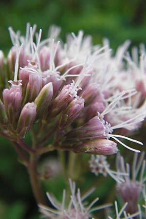 Eupatorium cannabinum \ Wasserdost / Hemp Agrimony, D Pforzheim 28.7.2012