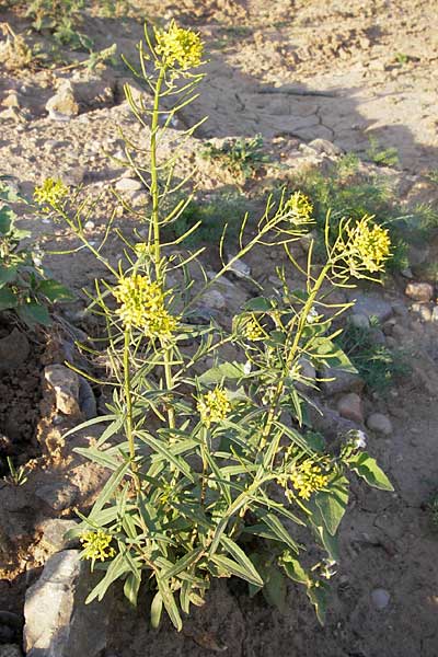 Erysimum cheiranthoides \ Acker-Schterich, Acker-Schotendotter / Treacle Mustard, D Heidelberg 4.9.2012