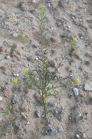 Erysimum cheiranthoides \ Acker-Schterich, Acker-Schotendotter / Treacle Mustard, D Langen 22.9.2012