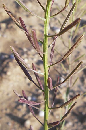 Erysimum cheiranthoides \ Acker-Schterich, Acker-Schotendotter / Treacle Mustard, D Langen 22.9.2012