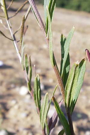 Erysimum cheiranthoides \ Acker-Schterich, Acker-Schotendotter / Treacle Mustard, D Langen 22.9.2012