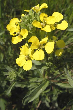 Erysimum crepidifolium \ Bleicher Schterich, Gnsesterbe / Hedge Mustard, D Schlossböckelheim 29.4.2013