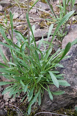 Erysimum crepidifolium \ Bleicher Schterich, Gnsesterbe / Hedge Mustard, D Schlossböckelheim 29.4.2013
