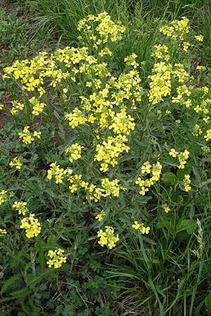 Erysimum crepidifolium \ Bleicher Schterich, Gnsesterbe / Hedge Mustard, D Thüringen, Drei Gleichen 7.5.2013