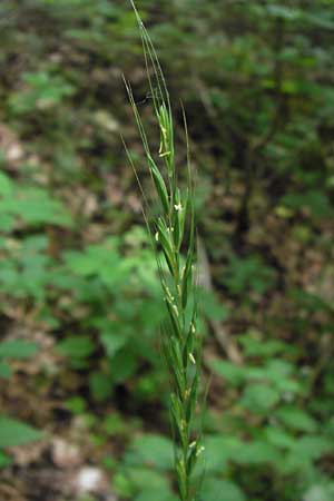Elymus caninus \ Hunds-Quecke / Bearded Couch, D Lobbach-Waldwimmersbach 21.6.2013