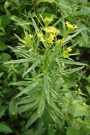 Erysimum cheiranthoides \ Acker-Schterich, Acker-Schotendotter / Treacle Mustard, D Creuzburg 4.8.2013