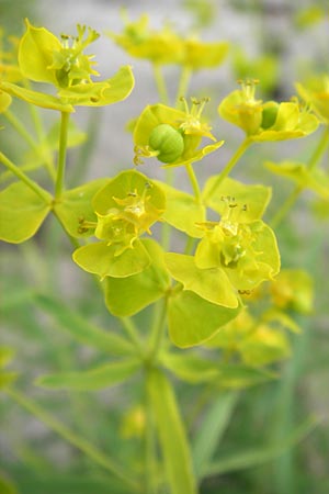 Euphorbia cyparissias \ Zypressen-Wolfsmilch / Cypress Spurge, D Mannheim 19.8.2013