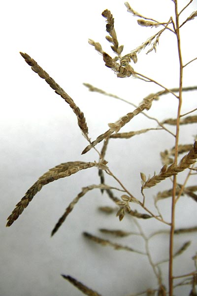 Eragrostis minor \ Kleines Liebesgras / Love Grass, D Reilingen 24.9.2013