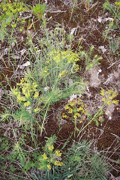 Euphorbia cyparissias \ Zypressen-Wolfsmilch / Cypress Spurge, D Mannheim 15.5.2014