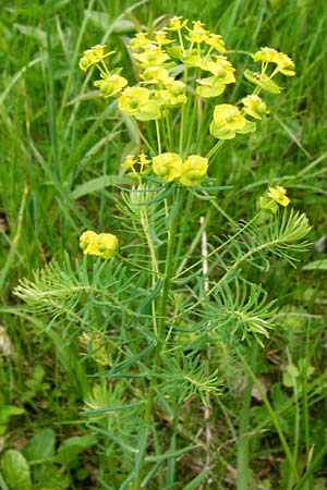 Euphorbia cyparissias, Zypressen-Wolfsmilch Euphorbia cyparissias, Zypressen-Wolfsmilch