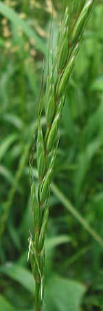 Elymus caninus \ Hunds-Quecke / Bearded Couch, D Groß-Gerau 29.5.2014