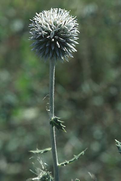 Echinops sphaerocephalus \ Drsenblttrige Kugeldistel, Rundkpfige Kugeldistel / Glandular Globe Thistle, D Mannheim 28.8.2005