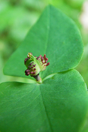 Euphorbia dulcis \ Se Wolfsmilch / Sweet Spurge, D Hemsbach 19.5.2009