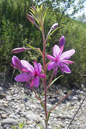 Epilobium dodonaei \ Rosmarin-Weidenrschen / Alpine Willowherb, D Kehl 9.7.2011