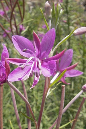Epilobium dodonaei \ Rosmarin-Weidenrschen / Alpine Willowherb, D Kehl 9.7.2011