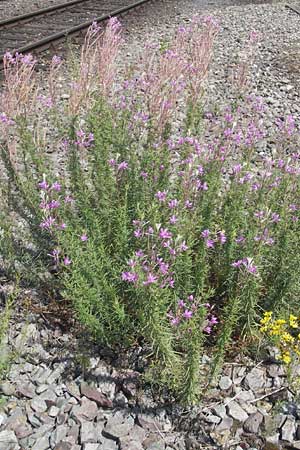 Epilobium dodonaei \ Rosmarin-Weidenrschen / Alpine Willowherb, D Kehl 9.7.2011