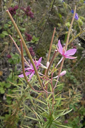 Epilobium dodonaei \ Rosmarin-Weidenrschen / Alpine Willowherb, D Kehl 7.9.2011