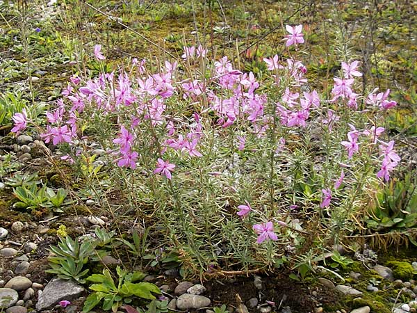 Epilobium dodonaei \ Rosmarin-Weidenrschen / Alpine Willowherb, D Kehl 7.9.2011