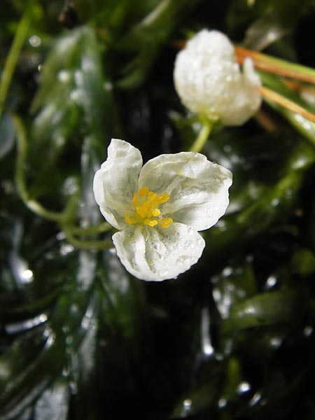 Egeria densa \ Dichtblttrige Wasserpest / Brazilian Waterweed, D Botan. Gar.  Universit.  Heidelberg 9.9.2012