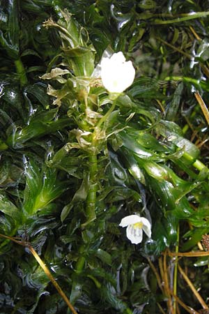 Egeria densa \ Dichtblttrige Wasserpest / Brazilian Waterweed, D Botan. Gar.  Universit.  Heidelberg 9.9.2012