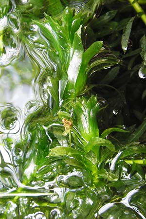 Egeria densa \ Dichtblttrige Wasserpest / Brazilian Waterweed, D Botan. Gar.  Universit.  Heidelberg 9.9.2012